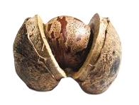 Tucson Organic Mattresses are highest rated GOLS and GOTS Certified